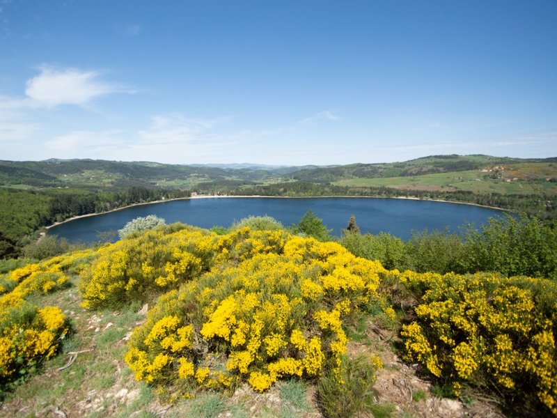 Panorama du lac d'Issarlès et genêts en fleurs